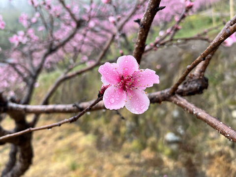 雨中盛開的粉色桃花