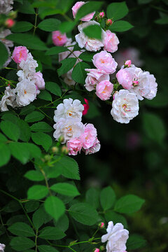 春天薔薇