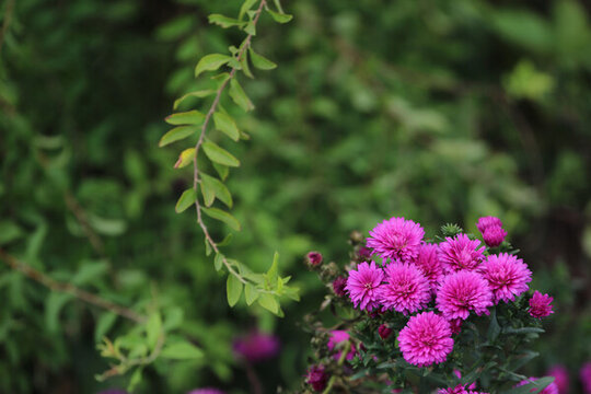 菊花
