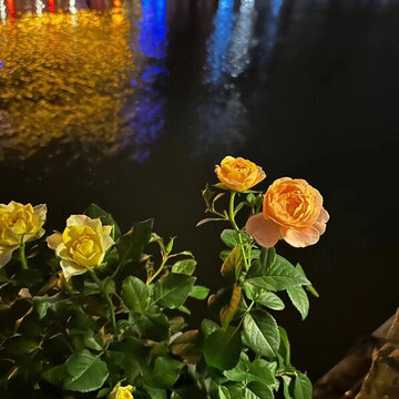 鮮花