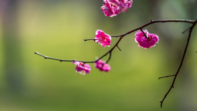 枝頭唯美梅花寬畫(huà)幅風(fēng)光