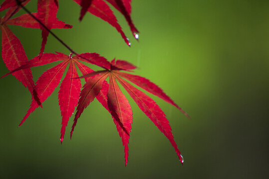 有水滴的红色树叶