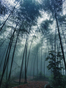 竹林幽徑