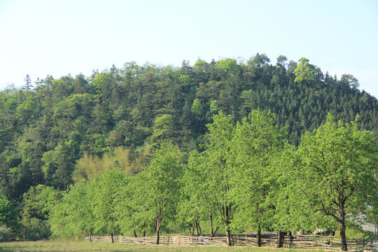小山樹林