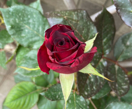 一朵紅色月季花