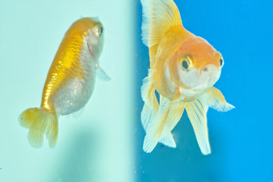 金魚特寫