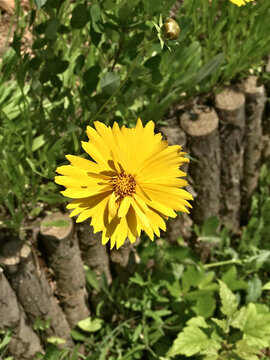 金雞菊