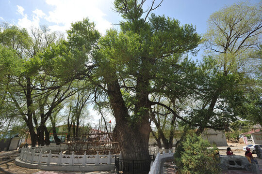 河北陽原500年樹齡的小葉楊