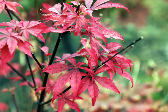 紅楓樹