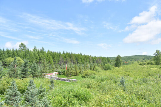 樹林