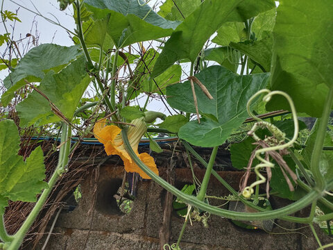 北瓜與北瓜花特寫