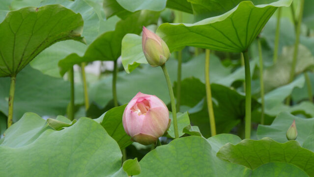 夏日荷花開