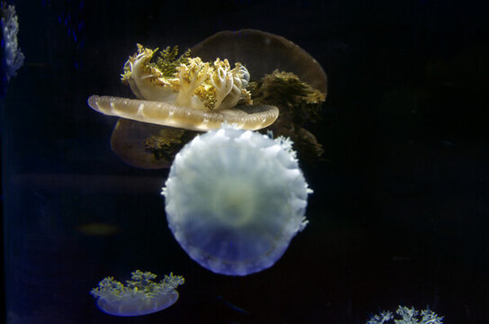海底動(dòng)物