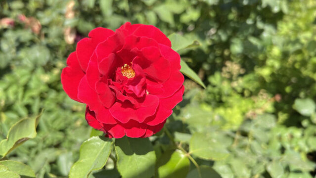 紅色月季花