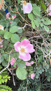 粉團(tuán)薔薇