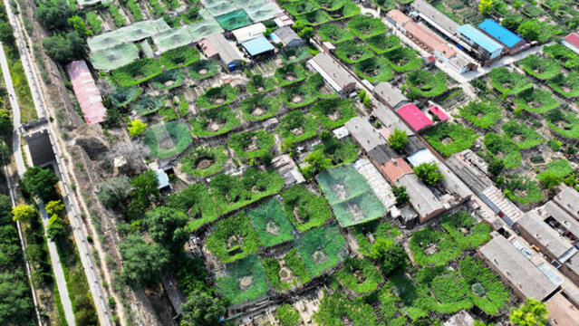 全球農(nóng)遺產(chǎn)宣化城市傳統(tǒng)葡萄園