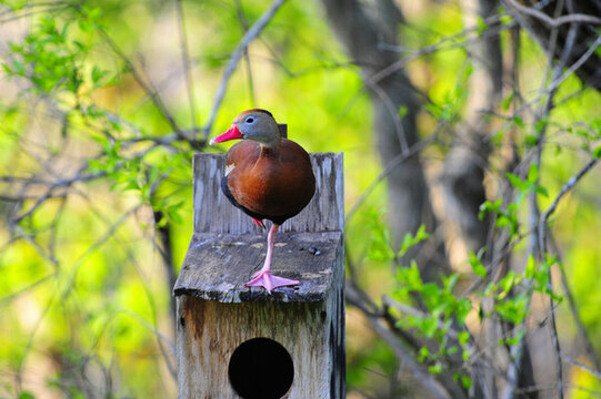 鳳頭山雀