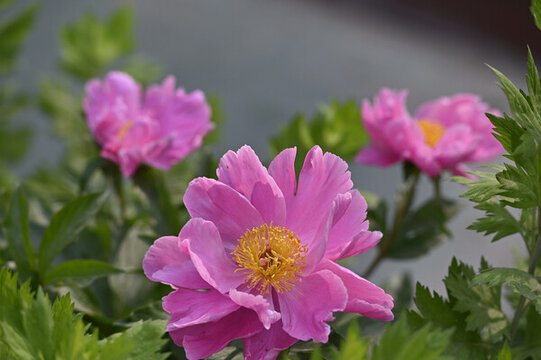 芍藥花