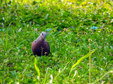珠頸斑鳩