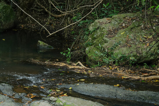 深圳馬巒山郊野公園溪流