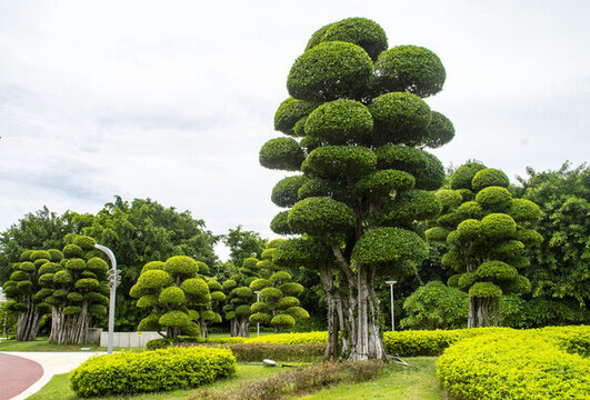 園林景觀樹