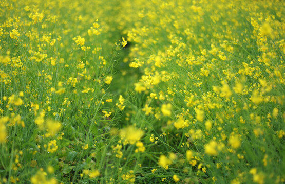 油菜花