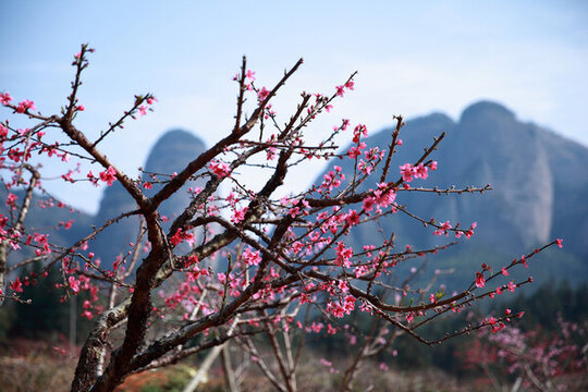 鷹嘴桃花