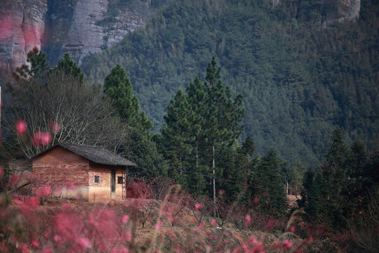 鷹嘴桃花