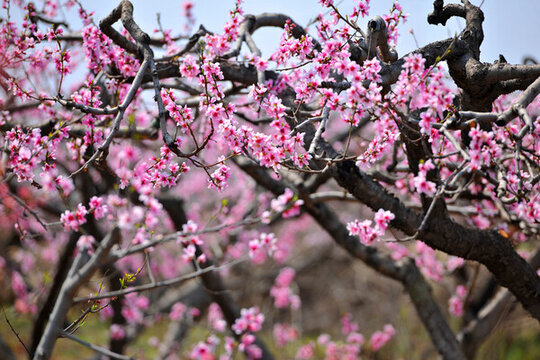 粉色桃花園