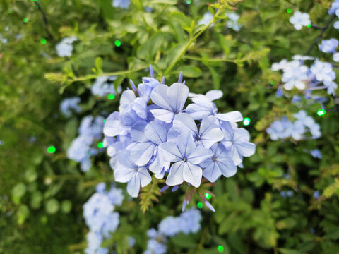 藍花丹花