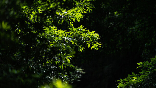 陽(yáng)光下的樹(shù)葉