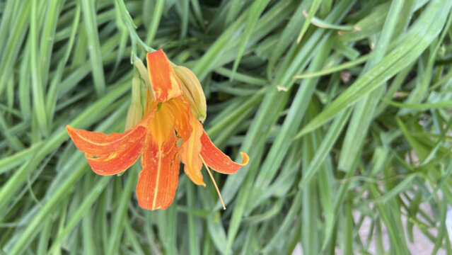 大花萱草
