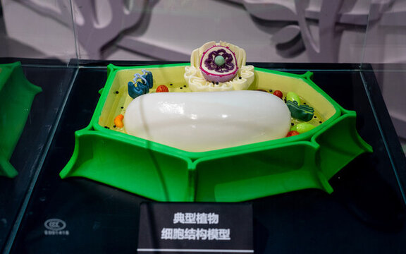 植物細(xì)胞結(jié)構(gòu)