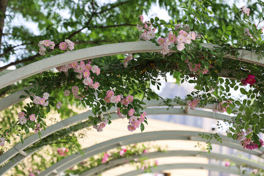 春天薔薇花盛開