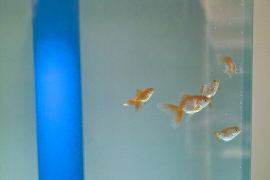 家庭養(yǎng)魚