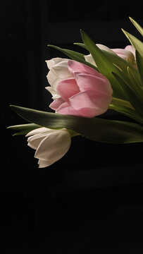 郁金香花束