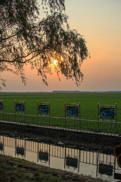 水稻田夕陽(yáng)