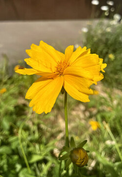 黃色野菊花