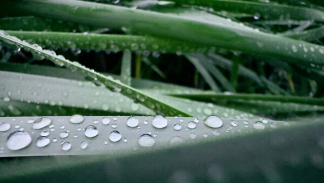 绿色植被水珠雨滴