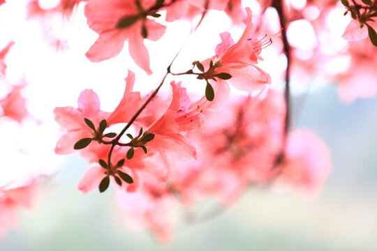 杜鵑花