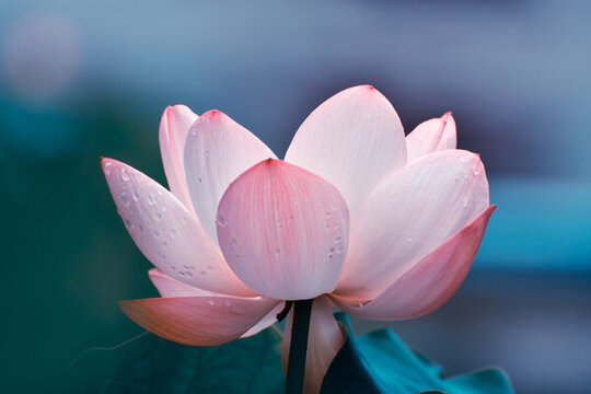 藍(lán)調(diào)荷花