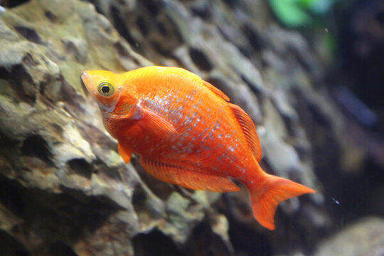 紅蘋果美人魚