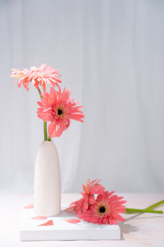 花瓶插花非洲菊