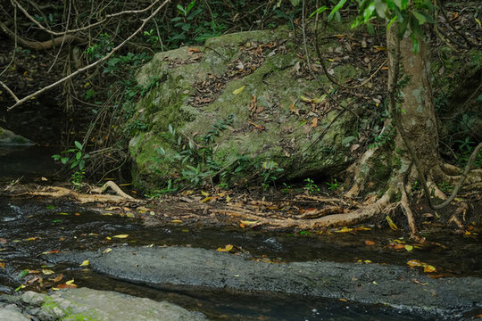 深圳馬巒山郊野公園溪流