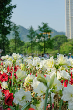 深圳中心公園花展