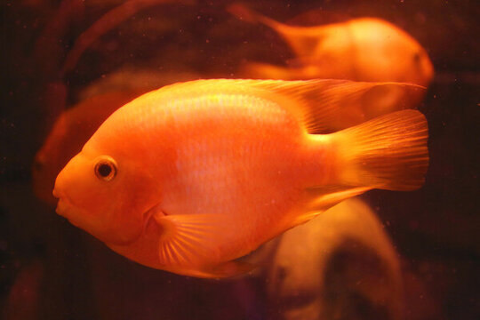 紅色鸚鵡魚