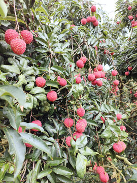 桂味荔枝