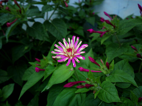 百日菊