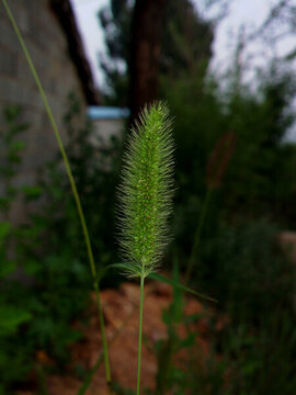 狗尾草