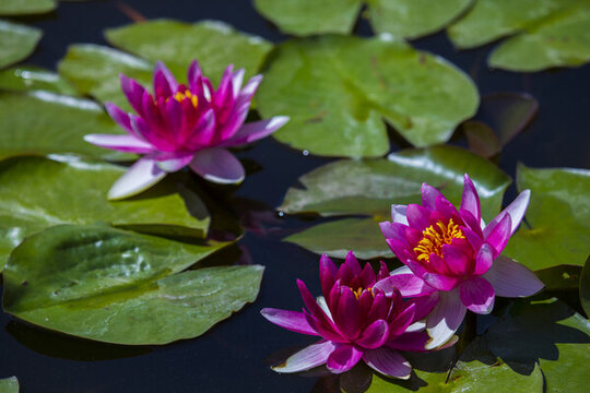 蓮花